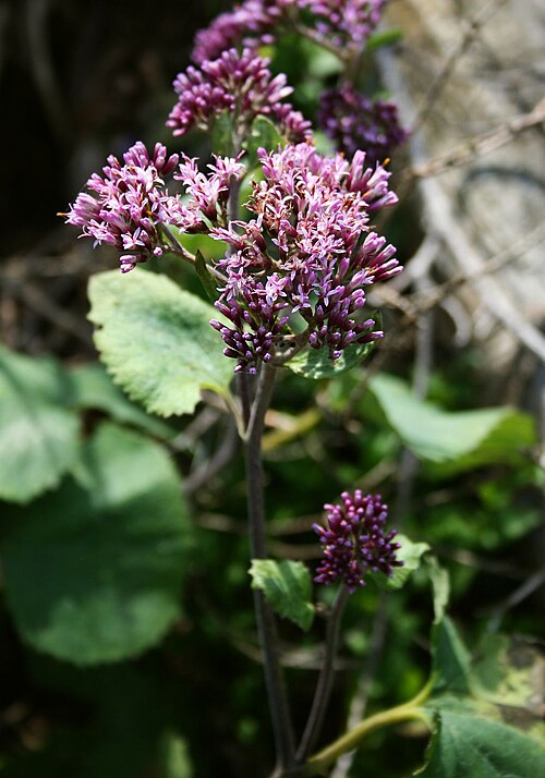 Adenostyles alpina: Grüner Alpendost ( Adenostyles glabra ), Korbblütler (Asteraceae) – Österreich/Austria/Autriche: Oberösterreich, Salzkammergut, Mitterweißenbachtal N Bad Ischl