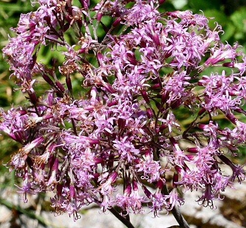 Adenostyles alpina: Adenostyles glabra