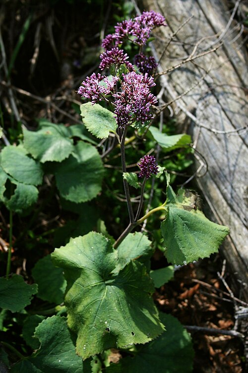 Adenostyles alpina: Grüner Alpendost ( Adenostyles glabra ), Korbblütler (Asteraceae) – Österreich/Austria/Autriche: Oberösterreich, Salzkammergut, Mitterweißenbachtal N Bad Ischl