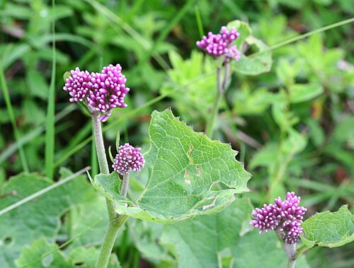 Adenostyles alpina: Adenostyles glabra