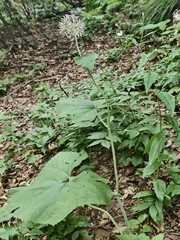 Adenostyles australis (Adenostyles australis)