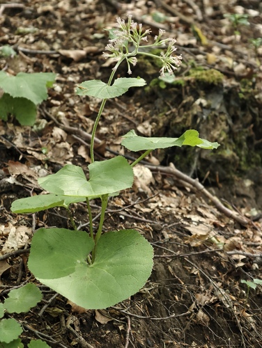 Adenostyles australis (Adenostyles australis)