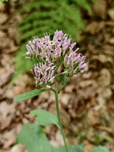 Adenostyles australis (Adenostyles australis)