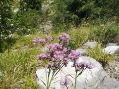 Adenostyles australis (Adenostyles australis)