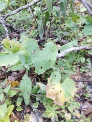 Adenostyles australis (Adenostyles australis)