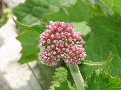 Adenostyles australis (Adenostyles australis)