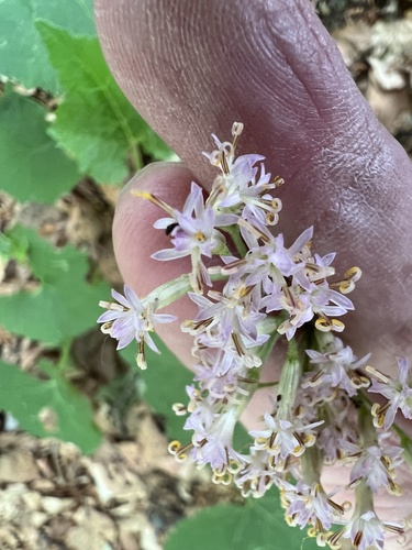 Adenostyles australis (Adenostyles australis)