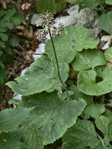 Adenostyles australis (Adenostyles australis)