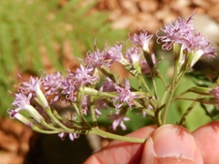Adenostyles australis (Adenostyles australis)