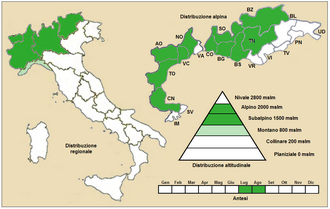 Adenostyles leucophylla: Adenostyles leucophylla - Distribuzione