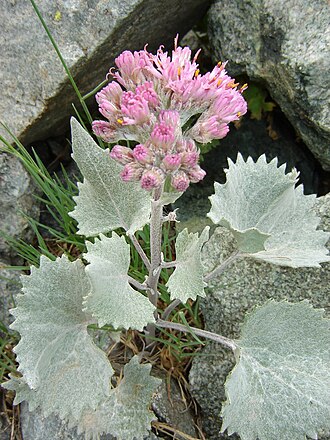 Adenostyles leucophylla: Adenostyles leucophylla in the upper Romanche River Valley, Écrins National Park, France