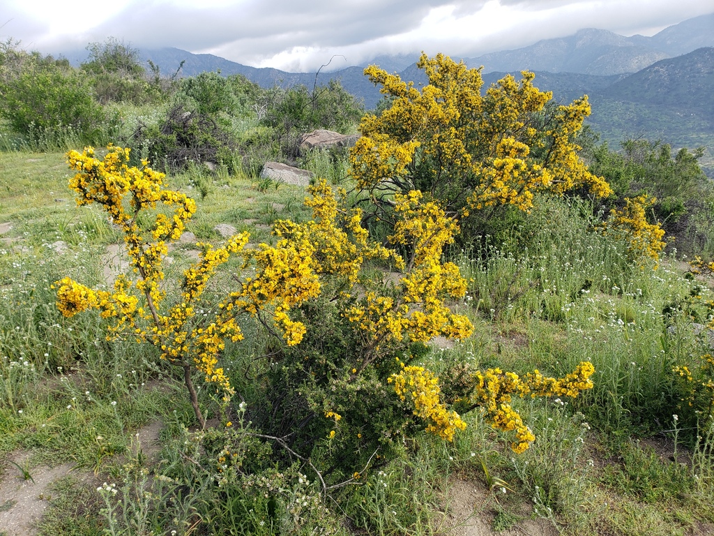 Adesmia arborea (Adesmia arborea)