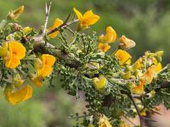 Adesmia arborea (Adesmia arborea)
