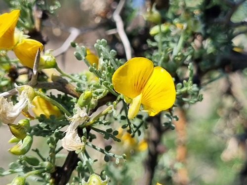 Adesmia arborea (Adesmia arborea)