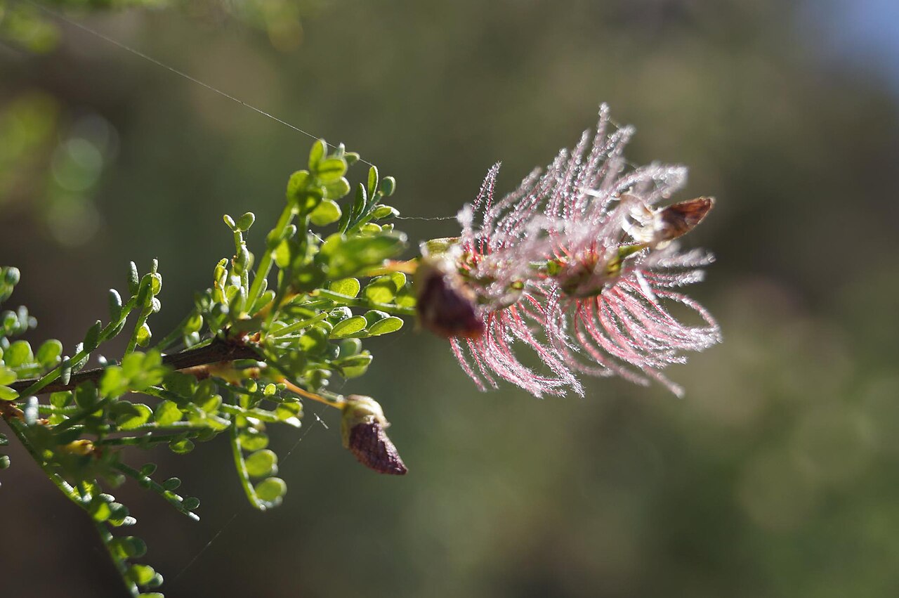 Adesmia arborea: Adesmia confusa