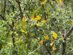 Adesmia arborea (Adesmia arborea)