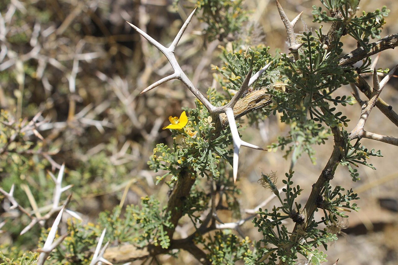 Adesmia arborea: Definitivamente esto es Adesmia confusa, una especie cuyas hojas y flores nacen de los brachiblastos como en rosetas, posee espinas verdaderas, y es una especie
