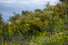 Adesmia arborea (Adesmia arborea)
