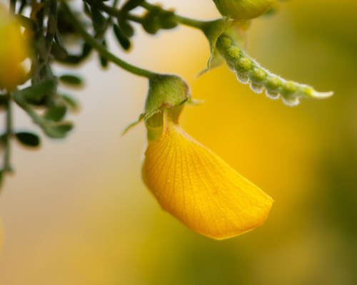 Adesmia arborea (Adesmia arborea)