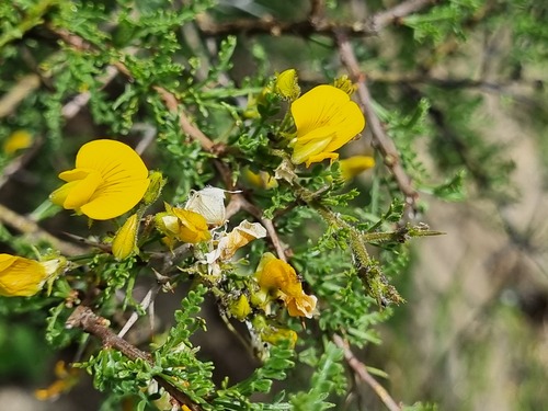 Adesmia arborea (Adesmia arborea)