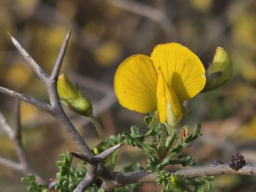 Adesmia arborea (Adesmia arborea)