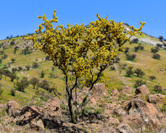 Adesmia arborea (Adesmia arborea)