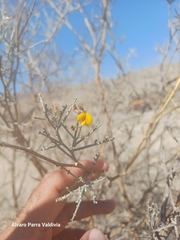 Adesmia argentea (Adesmia argentea)