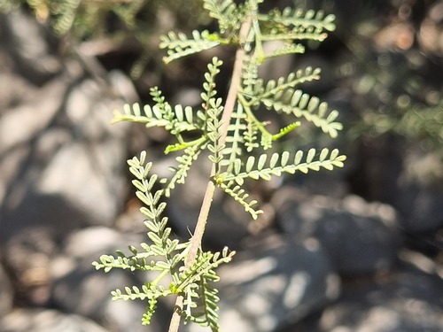 Adesmia balsamica (Adesmia balsamica)
