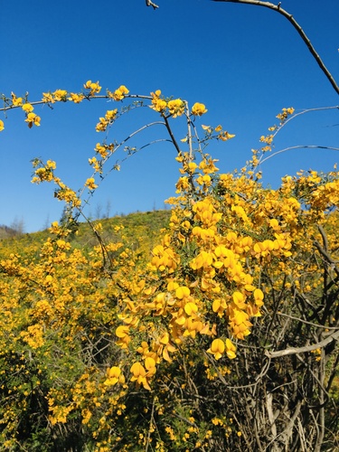 Adesmia balsamica (Adesmia balsamica)