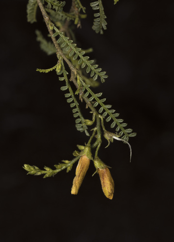 Adesmia balsamica (Adesmia balsamica)