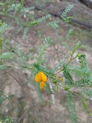 Adesmia balsamica (Adesmia balsamica)