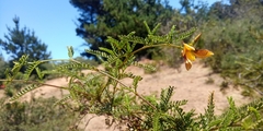 Adesmia balsamica (Adesmia balsamica)