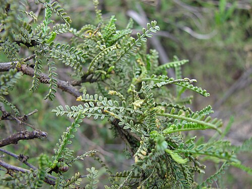 Adesmia balsamica: Santuario de la Naturaleza Palmar El salto. Quebrada Rodelillo
