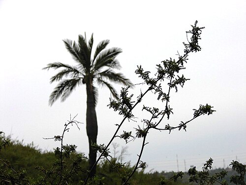 Adesmia balsamica: Santuario de la Naturaleza Palmar El salto. Quebrada Rodelillo