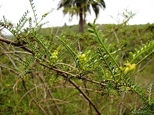 Adesmia balsamica: Santuario de la Naturaleza Palmar El salto. Quebrada Rodelillo