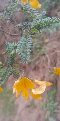 Adesmia balsamica (Adesmia balsamica)