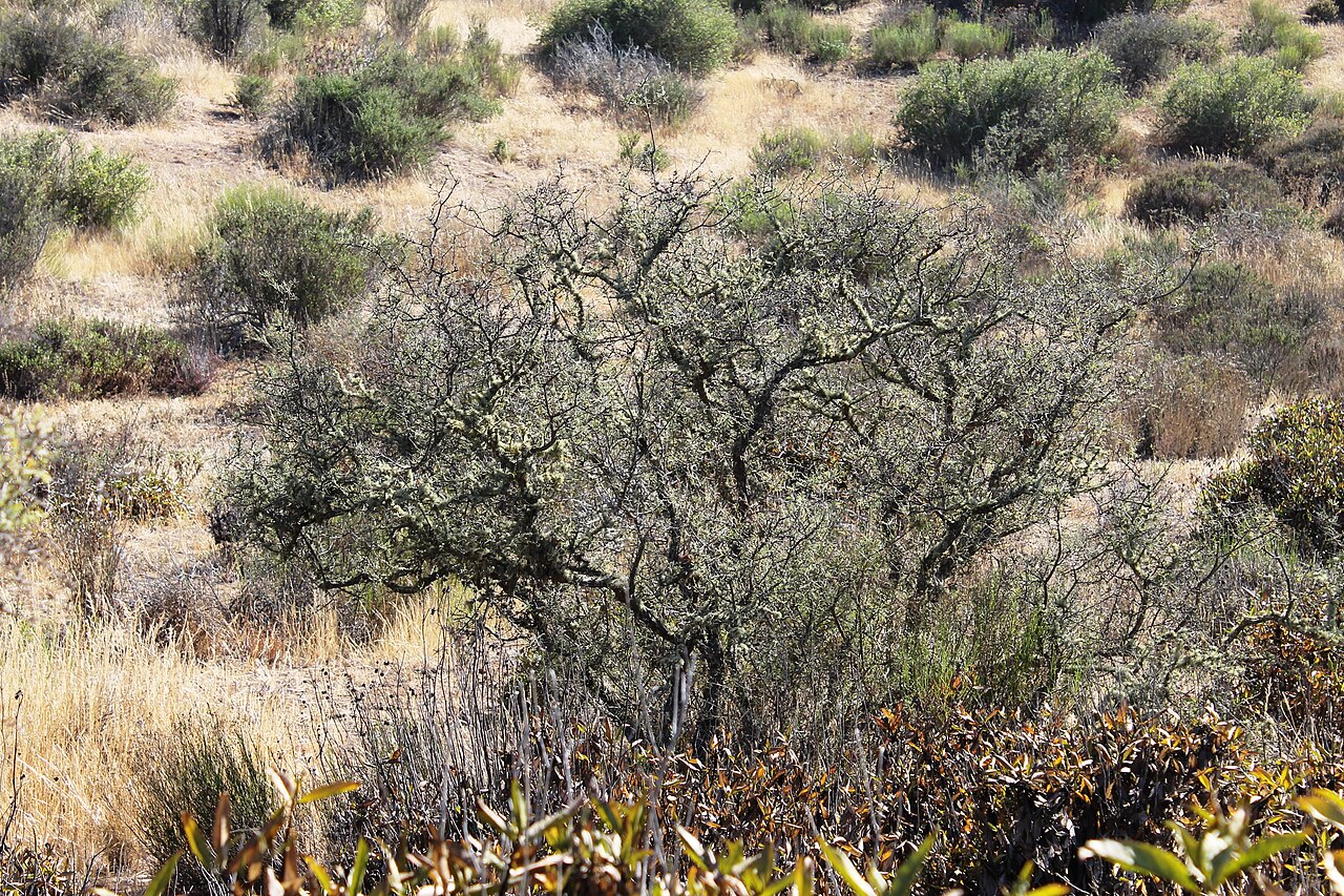 Adesmia bedwellii: Adesmia bedwellii