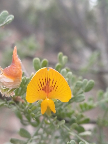 Adesmia bedwellii (Adesmia bedwellii)
