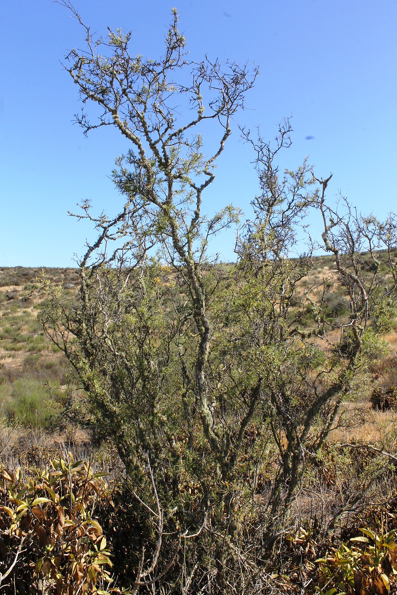 Adesmia bedwellii: Adesmia bedwellii