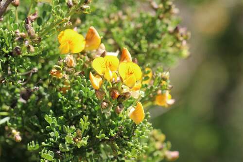 Adesmia bedwellii (Adesmia bedwellii)