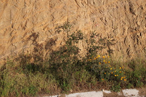 Adesmia bedwellii (Adesmia bedwellii)