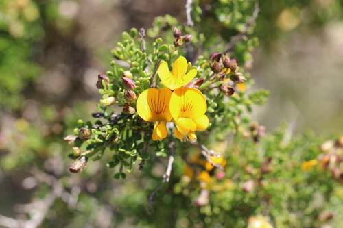 Adesmia bedwellii (Adesmia bedwellii)