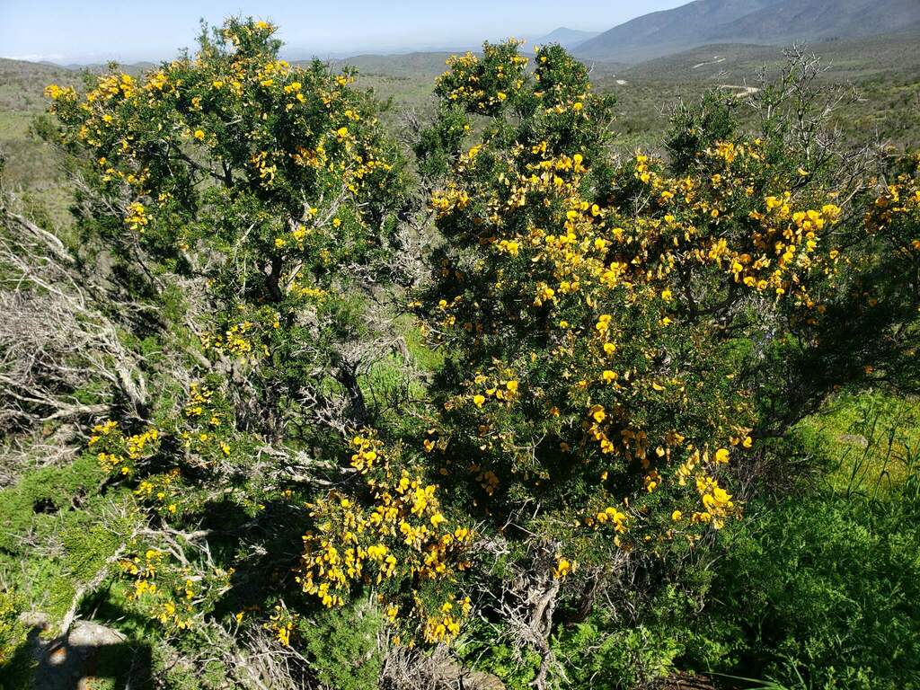 Adesmia bedwellii (Adesmia bedwellii)