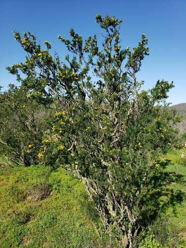 Adesmia bedwellii (Adesmia bedwellii)