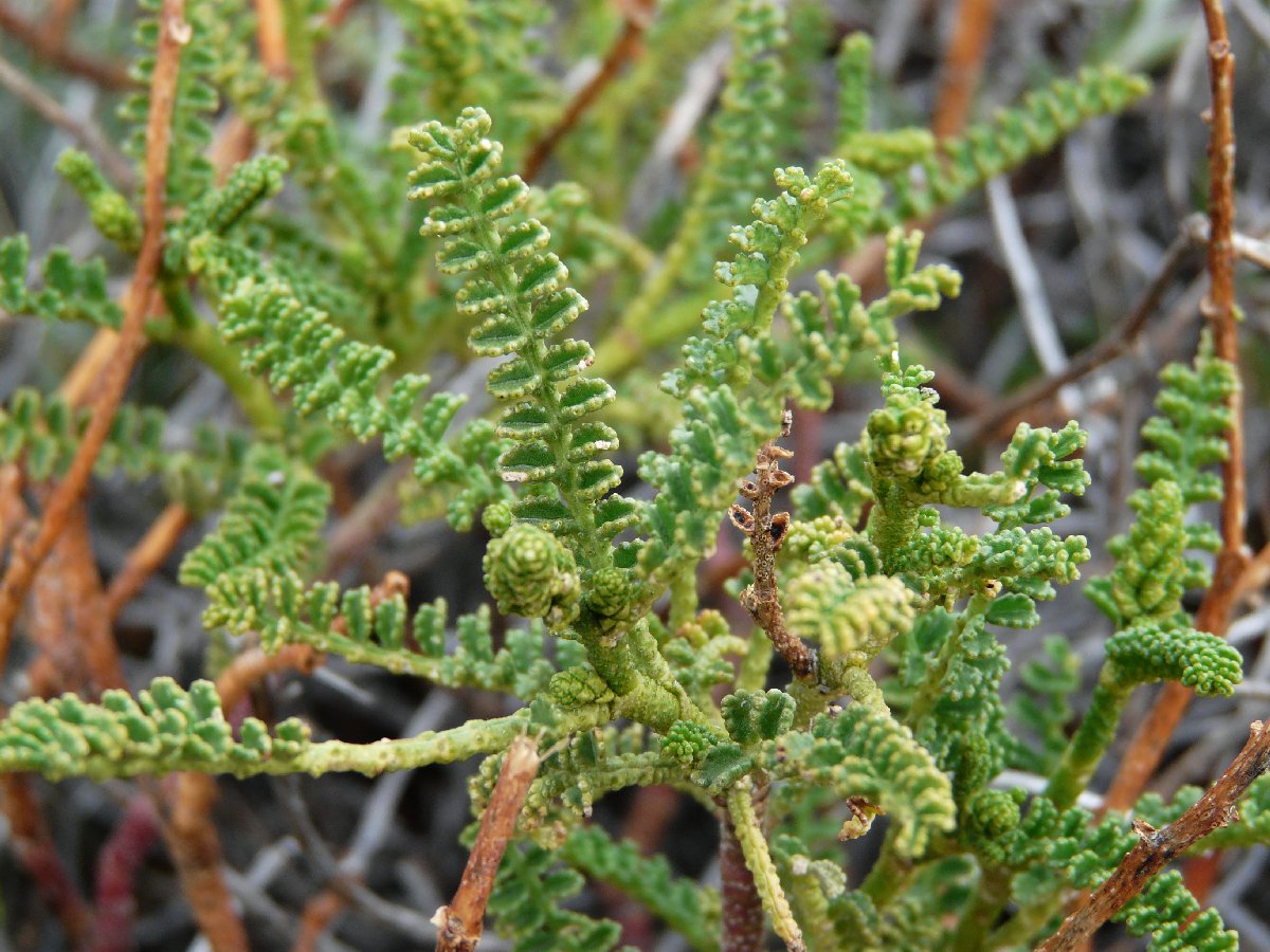 Paramela: Paramela. Picture taken in Torres del Paine National Park, Chile