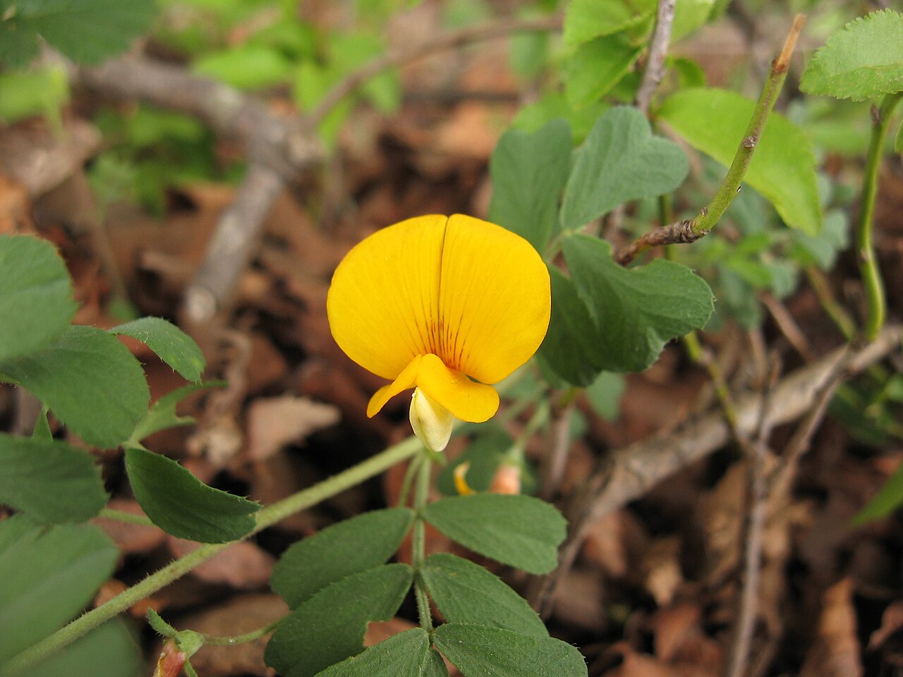 Adesmia denticulata: Adesmia denticulata