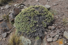 Adesmia echinus (Adesmia echinus)