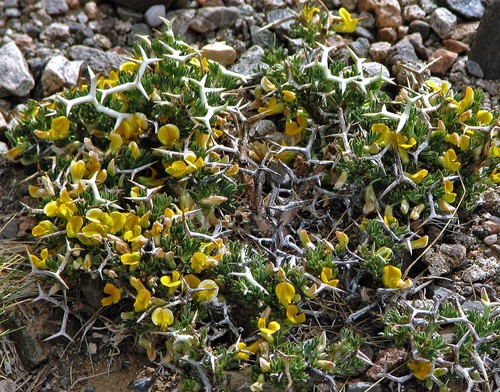 Adesmia echinus (Adesmia echinus)