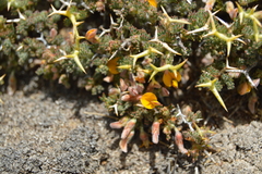 Adesmia echinus (Adesmia echinus)