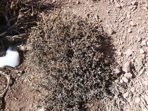 Adesmia echinus (Adesmia echinus)